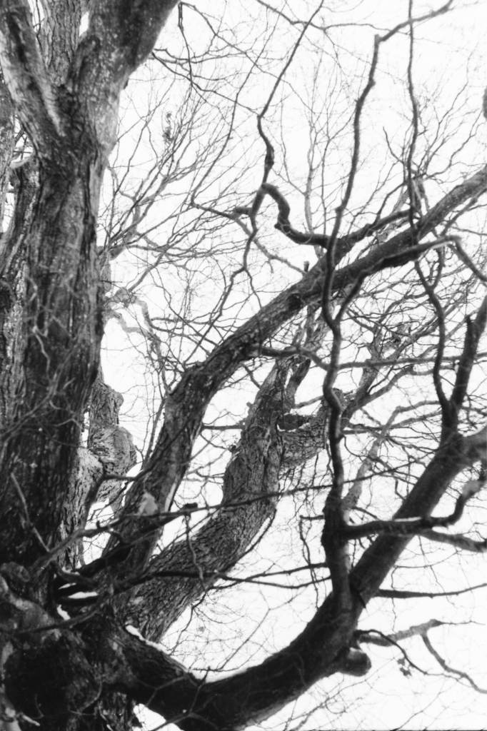 Intertwined bare tree branches against a bright sky in a black and white photograph.